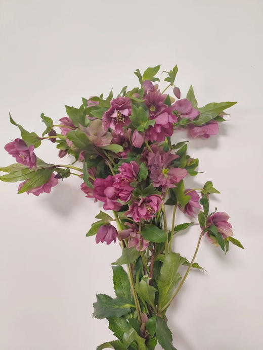 【坚强与温暖】菟葵（铁筷子）-重瓣 约10枝/扎 多色可选 商品图6