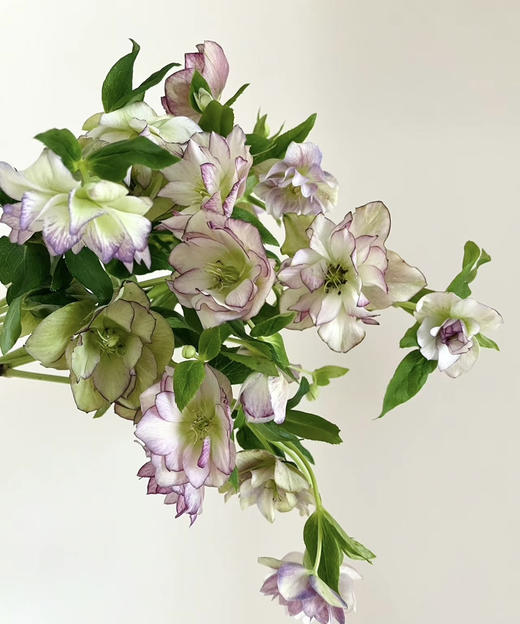 【坚强与温暖】菟葵（铁筷子）-重瓣 约10枝/扎 多色可选 商品图5