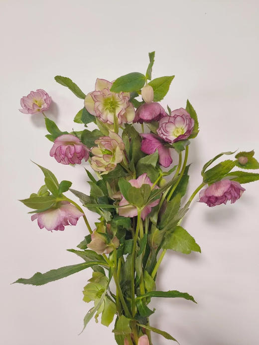 【坚强与温暖】菟葵（铁筷子）-重瓣 约10枝/扎 多色可选 商品图8