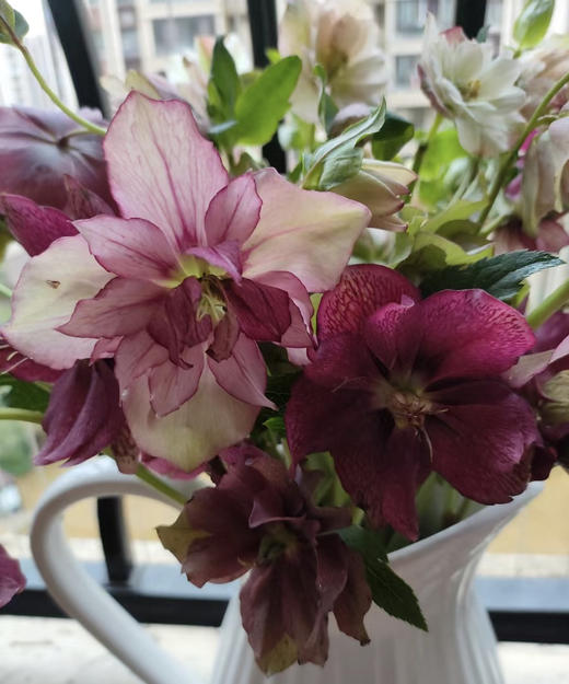 【坚强与温暖】菟葵（铁筷子）-重瓣 约10枝/扎 多色可选 商品图2