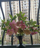 【坚强与温暖】菟葵（铁筷子）-重瓣 约10枝/扎 多色可选 商品缩略图4