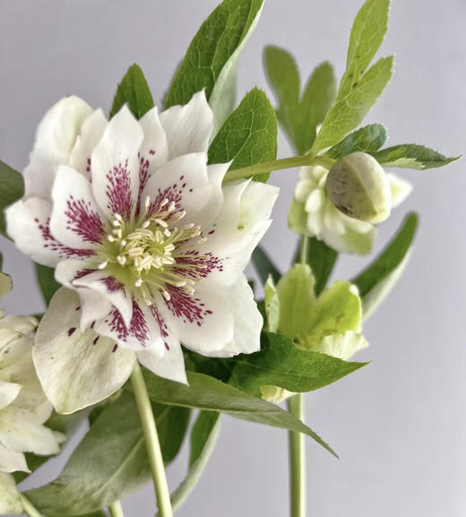 【坚强与温暖】菟葵（铁筷子）-重瓣 约10枝/扎 多色可选 商品图3