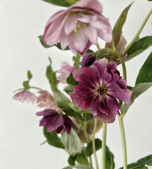 【坚强与温暖】菟葵（铁筷子）-重瓣 约10枝/扎 多色可选 商品图1