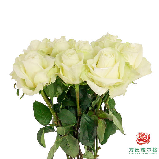 嘉荷单头-雪见 10枝一扎 商品图2