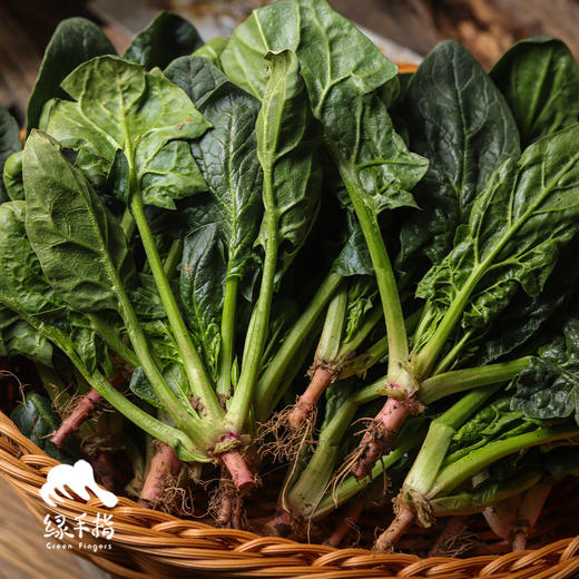 生态趴地菠菜（带根） | 合作生产* Eco- onion | Coproduction 商品图1
