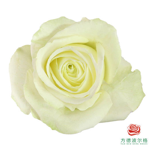 嘉荷单头-雪见 10枝一扎 商品图0