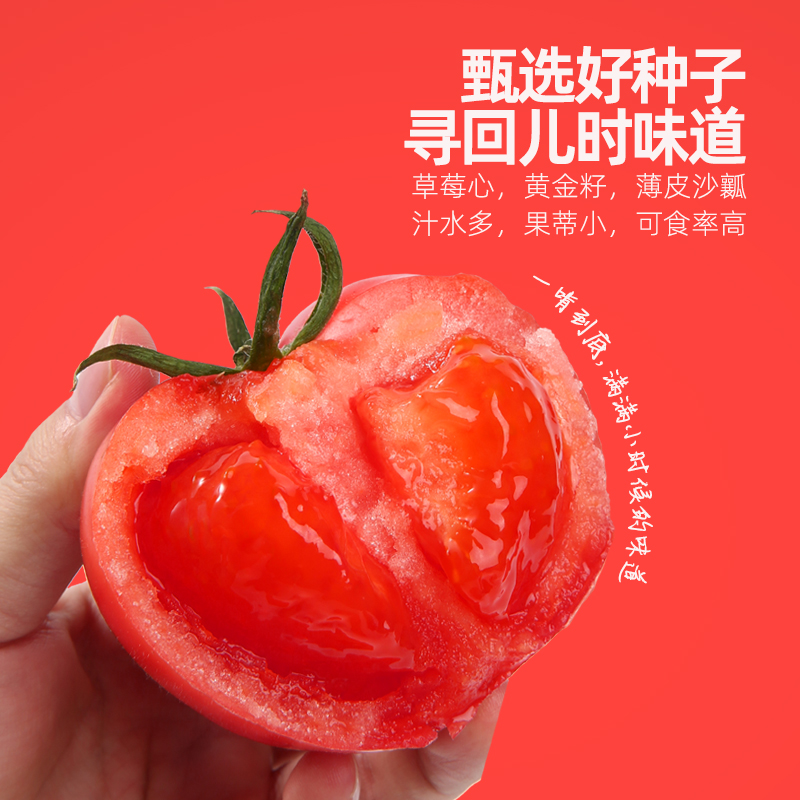 陕西普罗旺斯西红柿 新鲜水果 甜美多汁