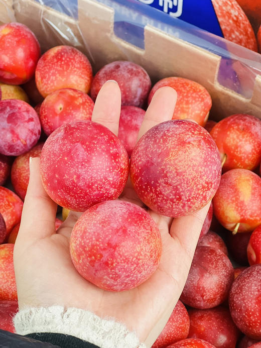 智利樱桃李，珍贵品种，每年季节超短，且货源稀缺，十分抢手，它是传统李子和樱桃的结合，既拥有浓郁的李子味，又拥有樱桃多汁，超级好吃！ 商品图5