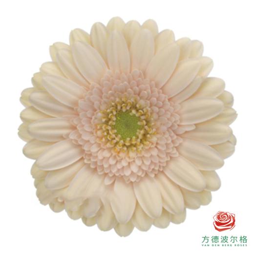 外购非洲菊-圣托里尼 10枝一扎 商品图0