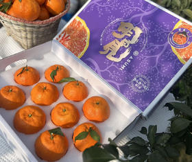 晚熟柑橘明日见