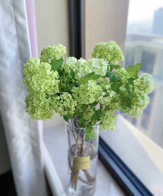 【邂逅春天】木绣球  绿色  约5枝/扎  多规格 商品图6