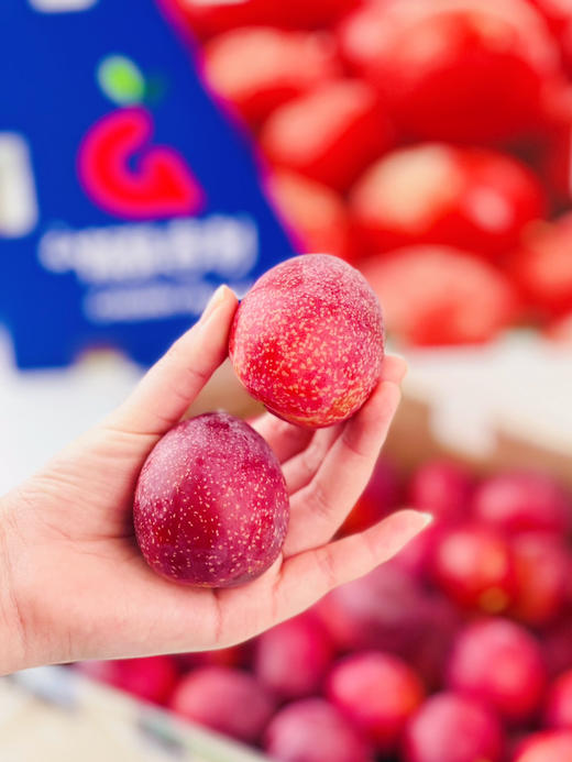 智利樱桃李，珍贵品种，每年季节超短，且货源稀缺，十分抢手，它是传统李子和樱桃的结合，既拥有浓郁的李子味，又拥有樱桃多汁，超级好吃！ 商品图10