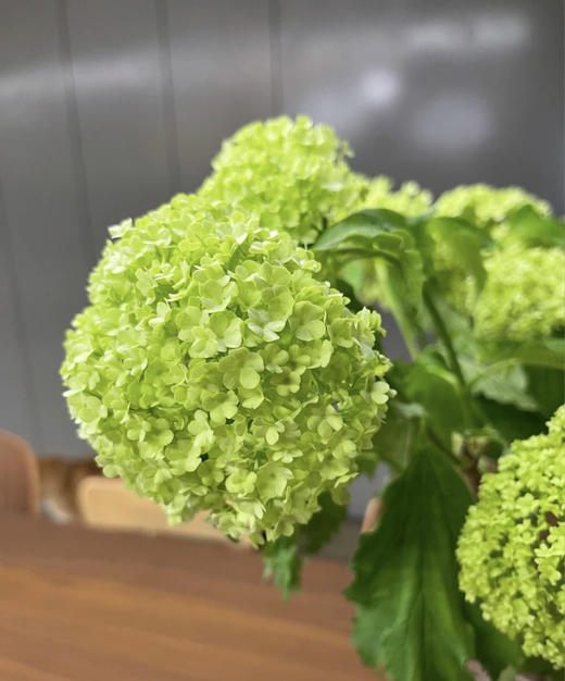 【邂逅春天】木绣球  绿色  约5枝/扎  多规格 商品图1