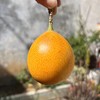 【云南热情果】 高端水果/纯甜无酸浓香/哥伦比亚稀有热情果黄金果/现摘现发京东包邮 商品缩略图2