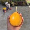 【云南热情果】 高端水果/纯甜无酸浓香/哥伦比亚稀有热情果黄金果/现摘现发京东包邮 商品缩略图3