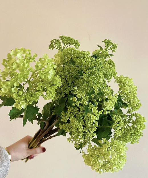 【邂逅春天】木绣球  绿色  约5枝/扎  多规格 商品图8