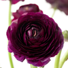 洋牡丹 Ranunculus 商品缩略图11
