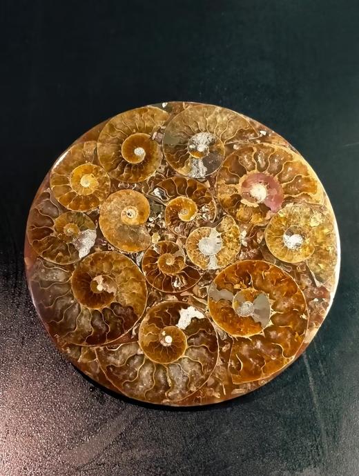 【河南自博-游馆】化石修复实验站 商品图8