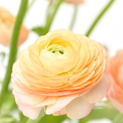 洋牡丹 Ranunculus 商品图9