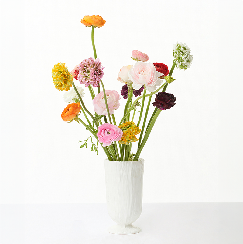 洋牡丹 Ranunculus