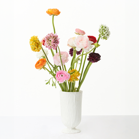 洋牡丹 Ranunculus