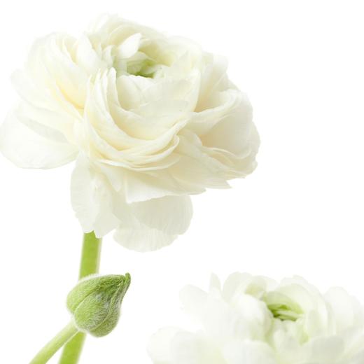 洋牡丹 Ranunculus 商品图13