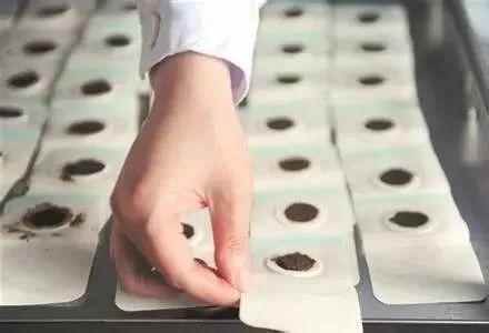 三九贴+三九灸套餐 商品图3