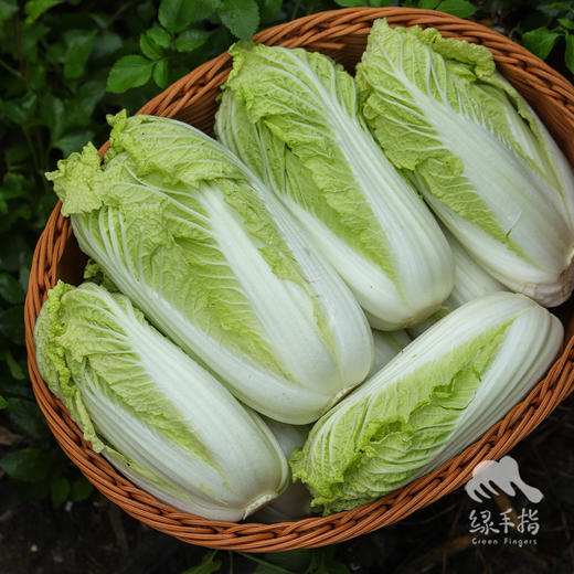 生态娃娃菜 | 绿家自产* Organic baby cabbage | Self-production 商品图0