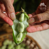 有机蚕豆（带夹） | 合作生产* Organic broad beans| Partner Production 商品缩略图3