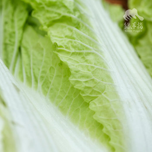 生态娃娃菜 | 绿家自产* Organic baby cabbage | Self-production 商品图1