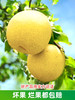 【安徽·砀山】皇冠梨 新鲜当季孕妇水果翠冠梨雪梨水晶梨 9斤整箱包邮 商品缩略图4