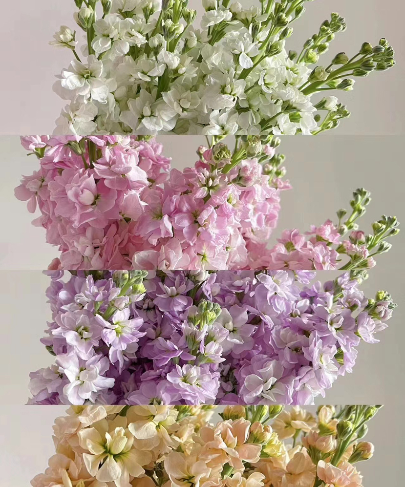 国产花材-【紫罗兰】