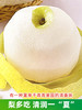 【安徽·砀山】皇冠梨 新鲜当季孕妇水果翠冠梨雪梨水晶梨 9斤整箱包邮 商品缩略图2