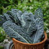 生态羽衣甘蓝 | 绿家自产*ecological curly kale | Self-production 商品缩略图4