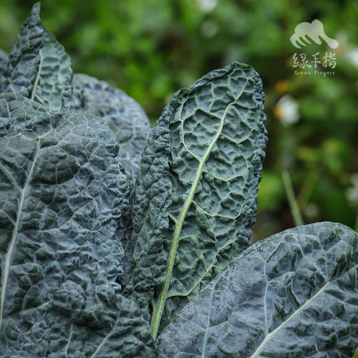 生态羽衣甘蓝 | 绿家自产*ecological curly kale | Self-production 商品图3