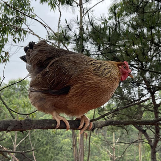 食斗广东清远清新本地鸡清远鸡新鲜鸡2只装单只2.2斤以上保鲜发货 商品图7