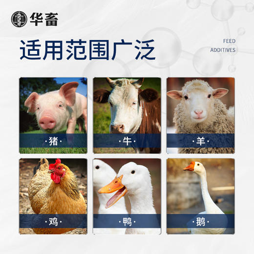 【社群专享】黄芪多糖500g 抗病利尿排毒消肿补气益血高含量 高浓度 大包装 商品图3