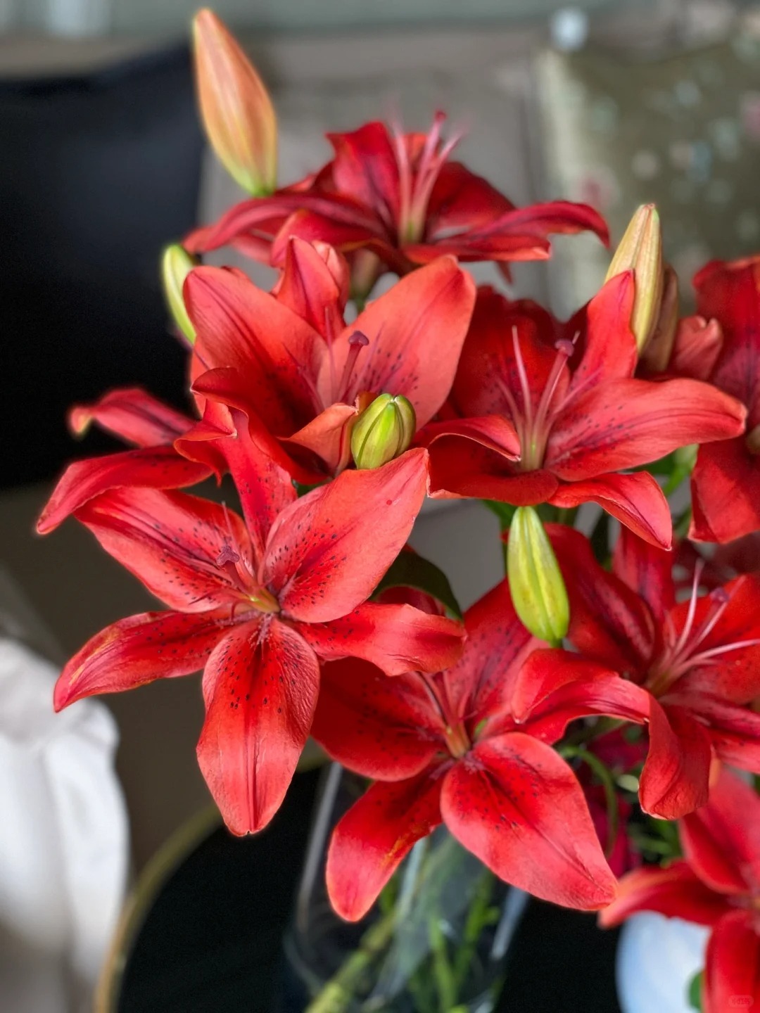 红宝石多头百合5支