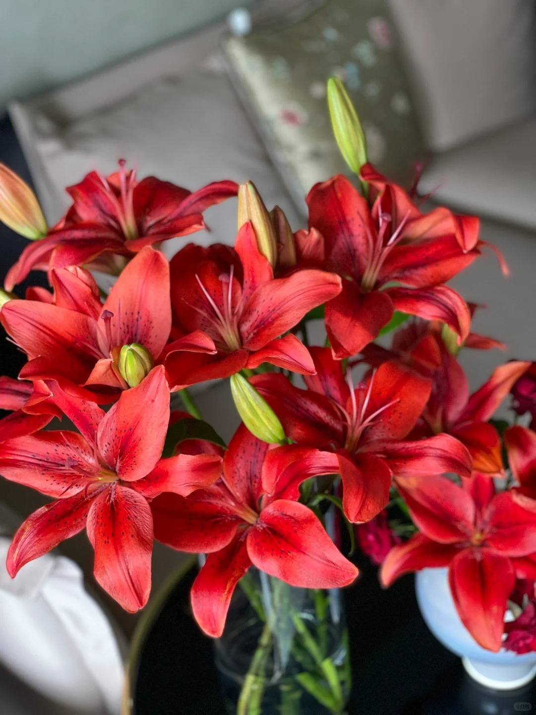 红宝石多头百合5支