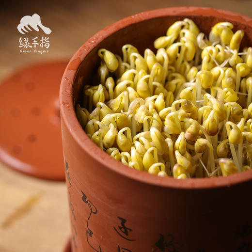 活力陶芽乐罐（发芽罐，随机送两包生态豆子）| 公平贸易 *Sprouting jar | Fair-Trade 商品图2