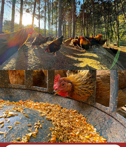 食斗广东清远清新本地鸡清远鸡新鲜鸡2只装单只2.2斤以上保鲜发货 商品图3