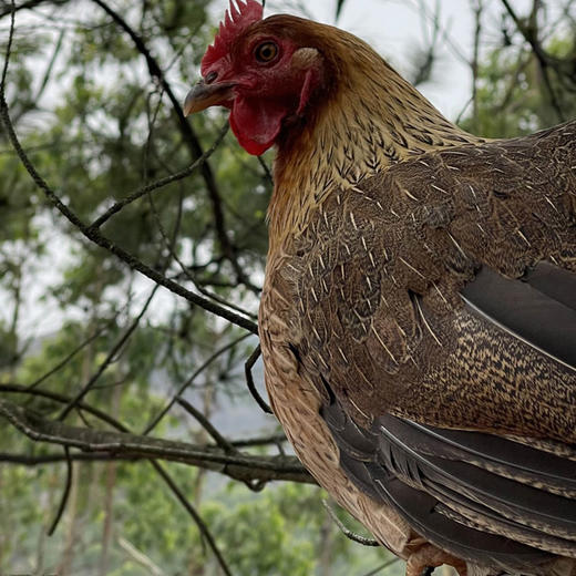 食斗广东清远清新本地鸡清远鸡新鲜鸡2只装单只2.2斤以上保鲜发货 商品图6