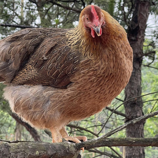 食斗广东清远清新本地鸡清远鸡新鲜鸡2只装单只2.2斤以上保鲜发货 商品图1