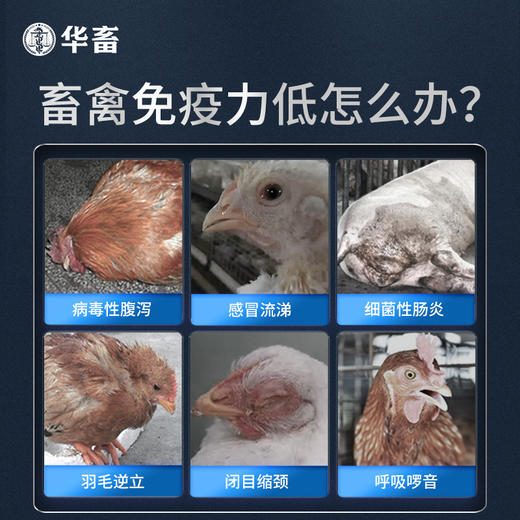 【社群专享】黄芪多糖500g 抗病利尿排毒消肿补气益血高含量 高浓度 大包装 商品图2