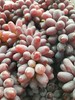 茉莉香葡萄 1000g 商品缩略图2