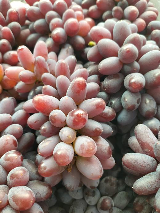 茉莉香葡萄 1000g 商品图2