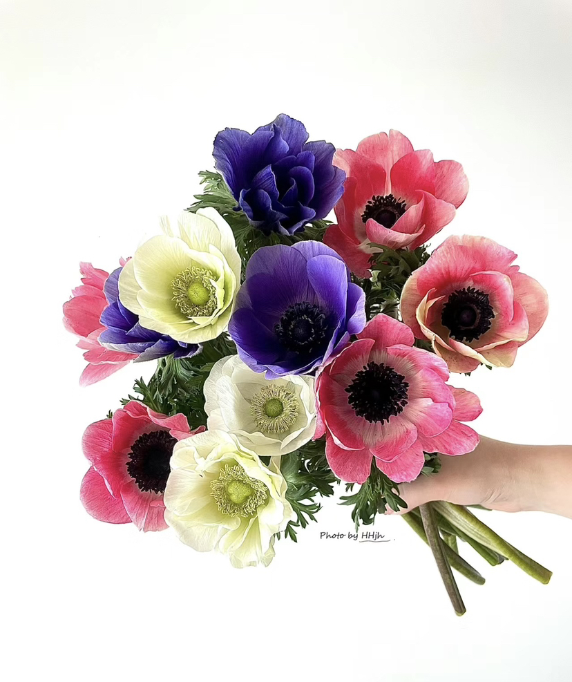 银莲花【秋牡丹】  9-10支/扎  多色可选（单瓣）