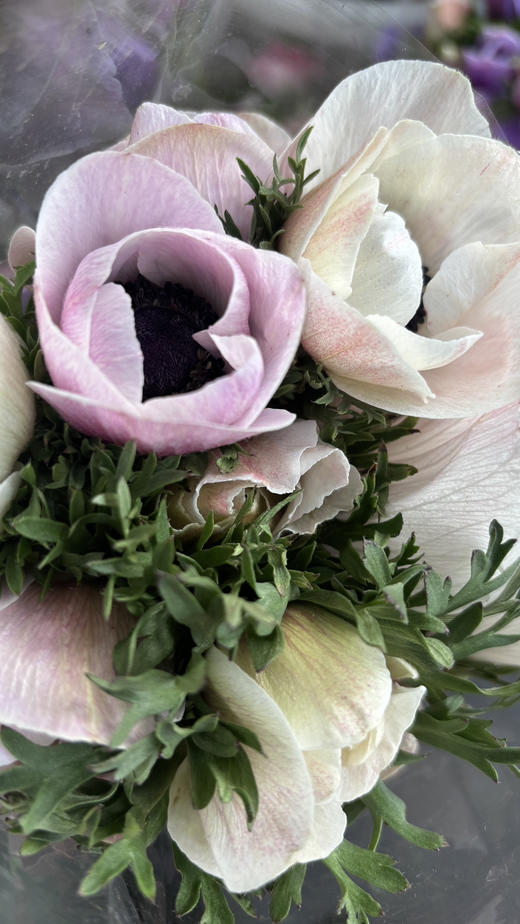 银莲花【秋牡丹】  9-10支/扎  多色可选（单瓣） 商品图14