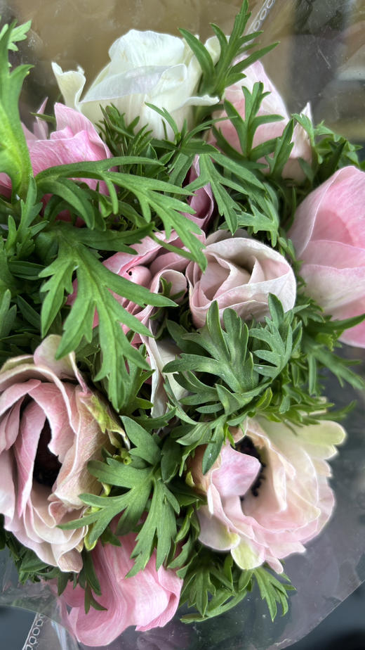 银莲花【秋牡丹】  9-10支/扎  多色可选（单瓣） 商品图13