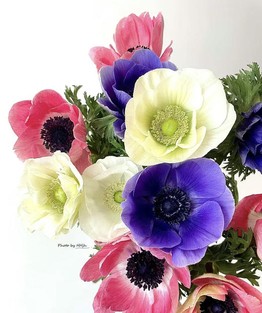 银莲花【秋牡丹】  9-10支/扎  多色可选（单瓣） 商品图1